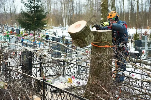Спил дерева на кладбище